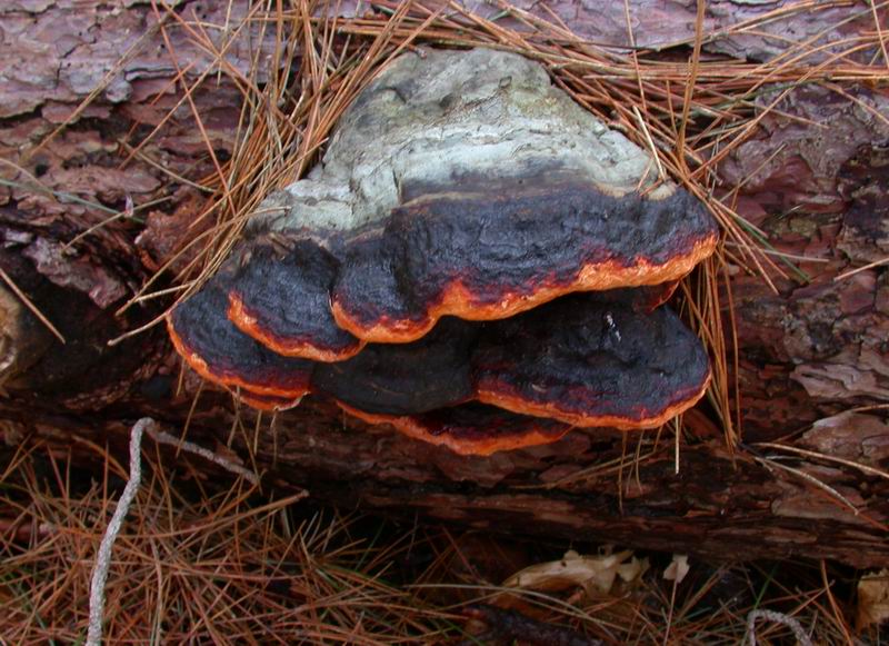 Mycoflora toscana: Fomitopsis pinicola